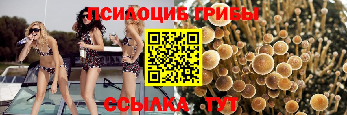 Галлюциногенные грибы Psilocybine cubensis  Вход с VPN  Каменка 
